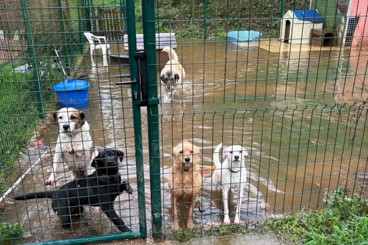 Adoption Dogs Portugal